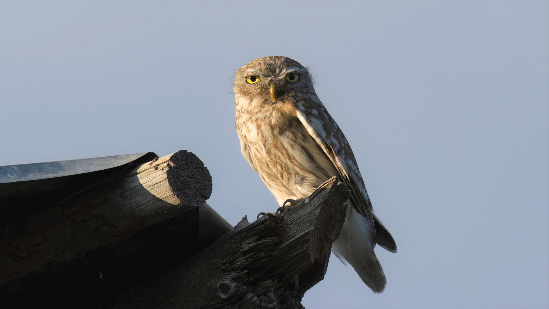 Little Owl
